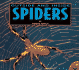 Outside and Inside Spiders