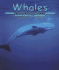 Whales