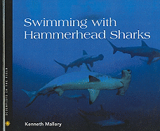 Swimming with Hammerhead Sharks