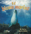 El Bioma Marino