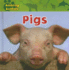 Pigs