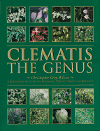 Clematis