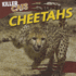 Cheetahs