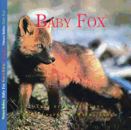 Baby Fox