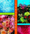 Coral Reefs