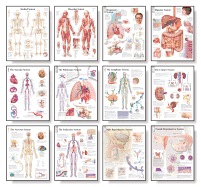 Body Systems Chart Set Scientific Publishing