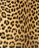 2020 Planner: Leopard Planner 2020 - 2020 Planner Weekly and Monthly Featuring Leopard Fur - Leopard Gift