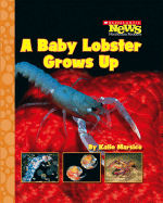 A Baby Lobster Grows Up - 