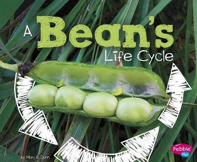 A Bean's Life Cycle - Dunn, Mary R