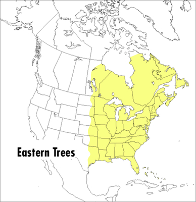 A Peterson Field Guide To Eastern Trees - Petrides, George A.