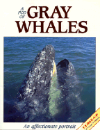 A Pod of Gray Whales: An Affectionate Portrait