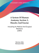 A System Of Human Anatomy, Section 3, Muscles And Fasciae: Including Its Medical And Surgical Relations (1883)