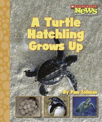 A Turtle Hatchling Grows Up - Zollman, Pam