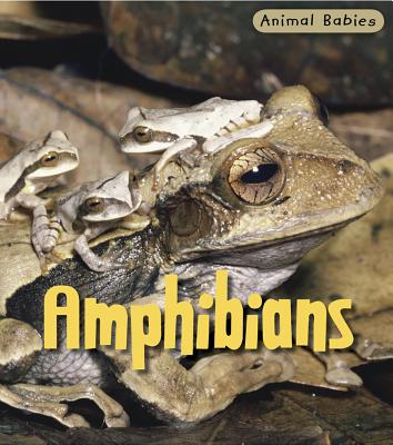 Amphibians - Theodorou, Rod