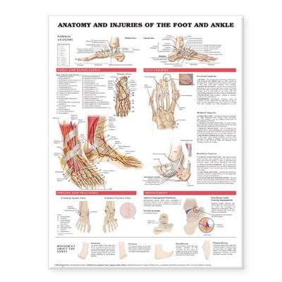 Anatomy and Injuries of the Foot and Ankle - Anatomical Chart Company (Prepared for publication by)