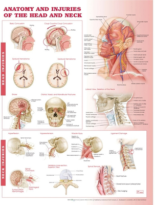 Anatomy and Injuries of the Head and Neck Anatomical Chart - Anatomical Chart Company (Prepared for publication by)