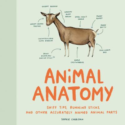 Animal Anatomy - Corrigan, Sophie