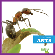 Ants