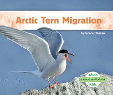 Arctic Tern Migration