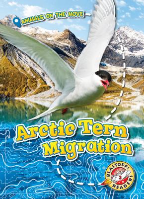 Arctic Tern Migration - Schuetz, Kari