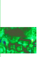 Artificial Neural Networks in Real-Life Applications