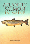 Atlantic Salmon in Maine