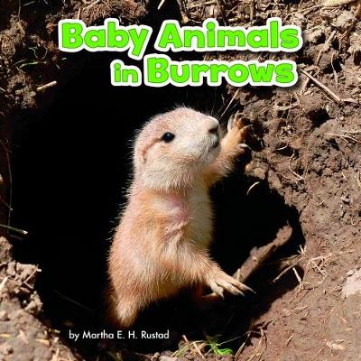 Baby Animals in Burrows - Rustad, Martha E. H.