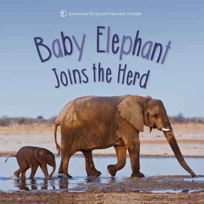 Baby Elephant Joins the Herd - American Museum of Natural History