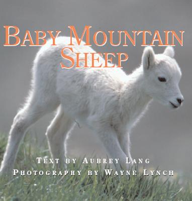 Baby Mountain Sheep - Lang, Aubrey, and Lynch, Wayne, Dr. (Photographer)