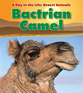 Bactrian Camel