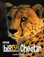 Big Cat Diary: Cheetah