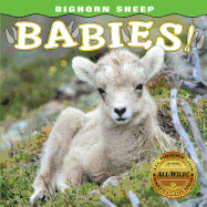 Bighorn Sheep Babies