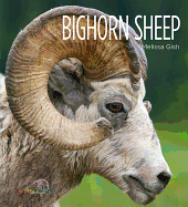 Bighorn Sheep