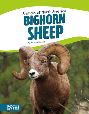 Bighorn Sheep - Gagne, Tammy
