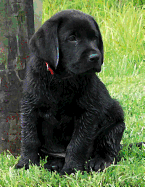 Black Labrador Puppy Notebook: Dog Wisdom Quotes