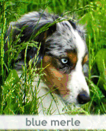 Blue Merle: A Gift Journal for People who Love Dogs: Blue Merle Puppy Edition