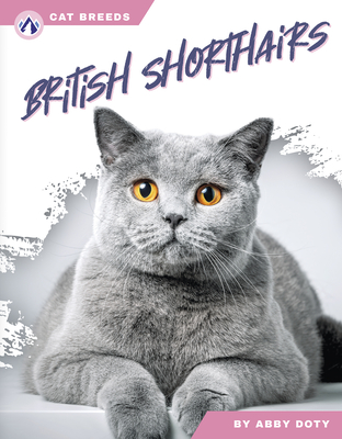 British Shorthairs - Doty, Abby