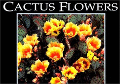 Cactus Flowers Postcard Book - Nicholas, Jeff (Editor)