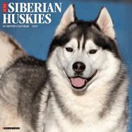 CAL 25 SIBERIAN HUSKIES 2025 WALL