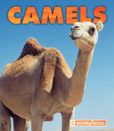 Camels - Stevens, Kathryn