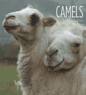 Camels