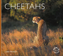 Cheetahs