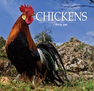 Chickens - Hall, Derek