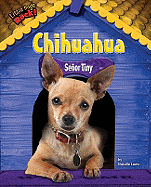 Chihuahua: Senor Tiny