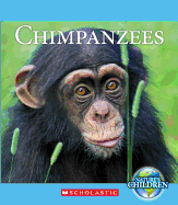 Chimpanzees