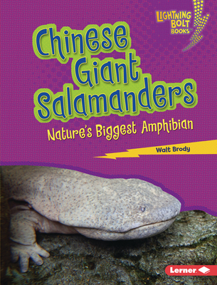 Chinese Giant Salamanders: Nature's Biggest Amphibian - Brody, Walt