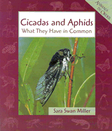 Cicadas & Aphids