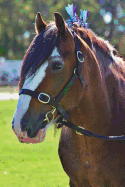 Clydesdale Stallion Horse Journal: 150 Page Lined Notebook/Diary