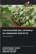 Coltivazione del Cetriolo in Condizioni Protette