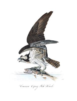 Common Osprey Fish Hawk Composition Notebook - Books, Back to School